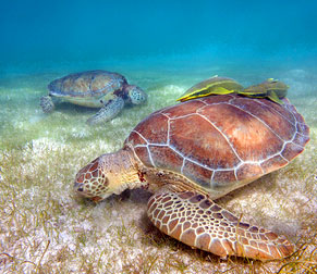 Two sea turtles going for a daily swim in Akumal Bay