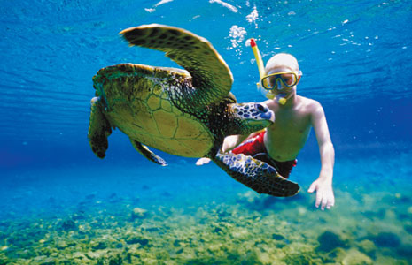 Swim with the Sea Turtles in Akumal