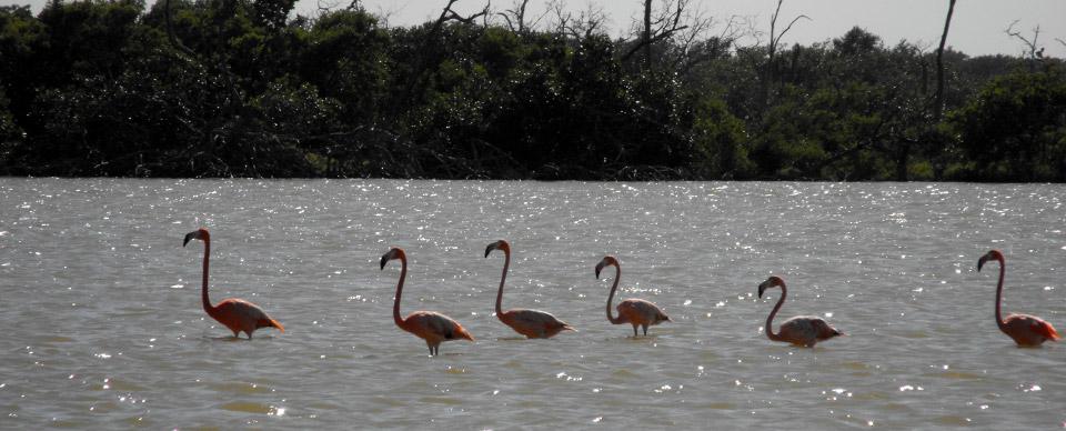 Flamingos at Rio Lagartos, Near Playa Kuka